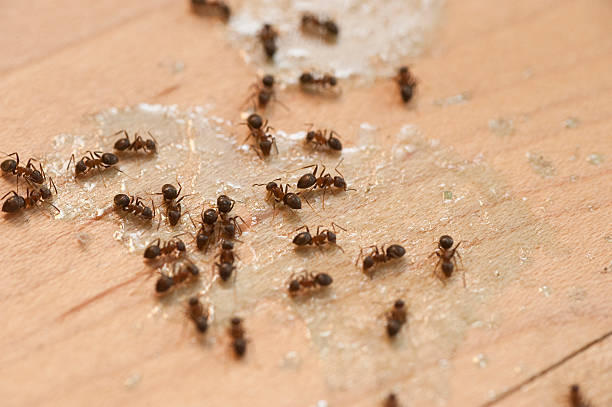 Woodside East, DE Pest Control Company